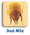 dust mite