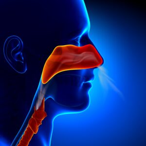 Human Sinus Anatomy - Sinus & Allergies