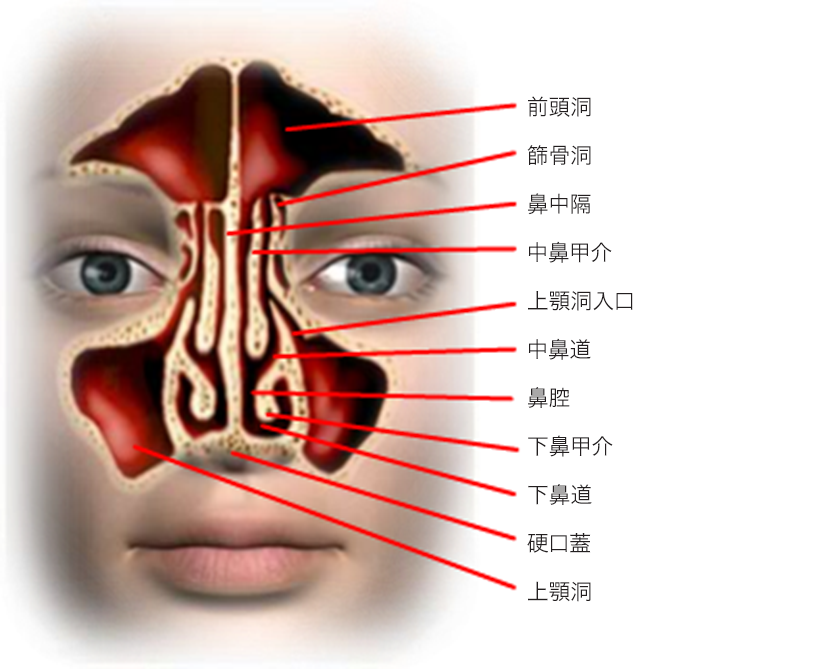 Sinus Front