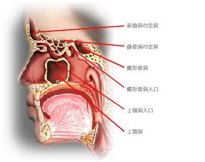 Sinus Side